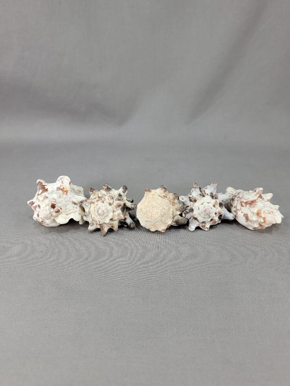 Silver Conch Shell Seashell Lot of 5 Nautical Coastal Decor Crafts
